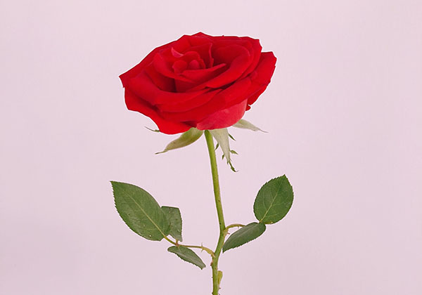 5d22749abc917.jpg