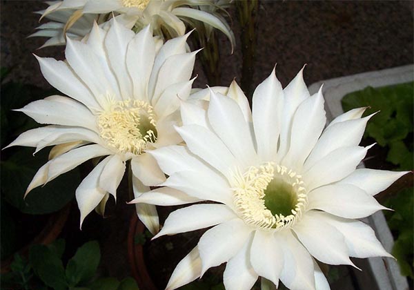 5d8b4080692de.jpg